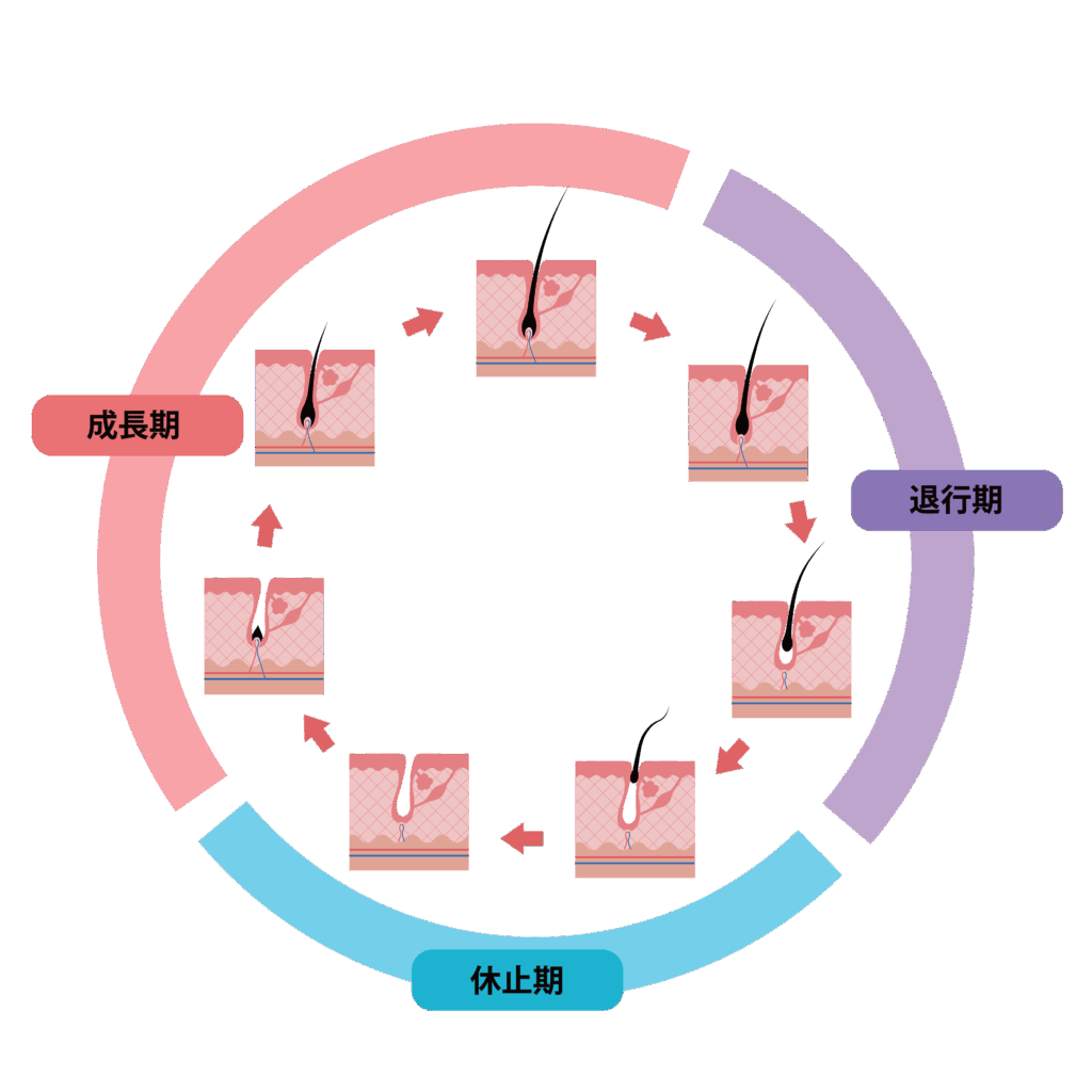 VIO脱毛で知っておきたい毛の成長サイクル(成長期・退行期・休止期)を解説した図